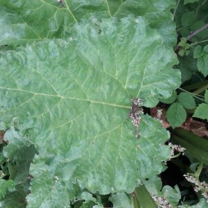 Photographie n°2398420 du taxon Rheum rhaponticum L. [1753]