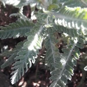 Photographie n°2398427 du taxon Achillea filipendulina Lam. [1783]