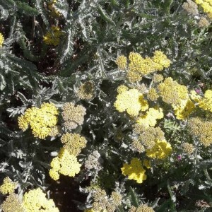 Photographie n°2398428 du taxon Achillea filipendulina Lam. [1783]