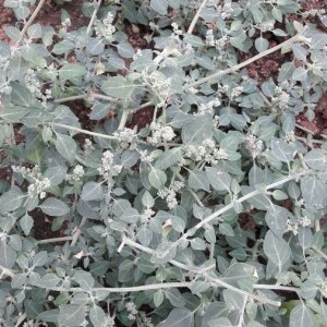 Photographie n°2398452 du taxon Chenopodium vulvaria L. [1753]