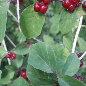 Photographie n°2398489 du taxon Lonicera xylosteum L. [1753]