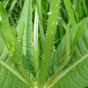 Photographie n°2398498 du taxon Dipsacus fullonum L. [1753]