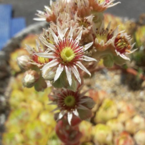 Photographie n°2398519 du taxon Sempervivum tectorum L. [1753]