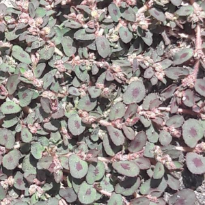 Photographie n°2398529 du taxon Euphorbia maculata L. [1753]