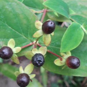 Photographie n°2398540 du taxon Hypericum androsaemum L. [1753]