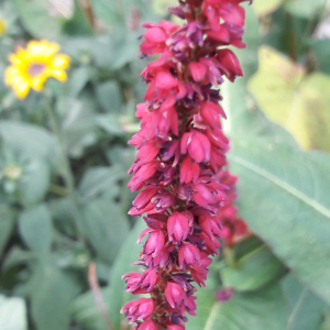 Photographie n°2398546 du taxon Persicaria orientalis (L.) Spach [1841]