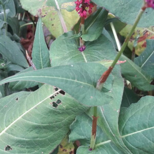 Photographie n°2398547 du taxon Persicaria orientalis (L.) Spach [1841]