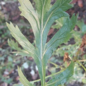 Photographie n°2398558 du taxon Artemisia vulgaris L. [1753]
