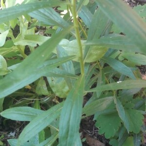 Photographie n°2398561 du taxon Solidago canadensis L. [1753]