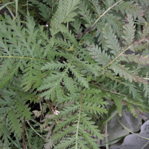 Photographie n°2398593 du taxon Tanacetum vulgare L. [1753]
