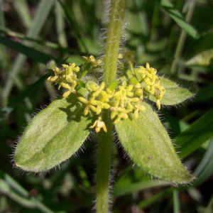 Photographie n°2398607 du taxon Cruciata laevipes Opiz [1852]