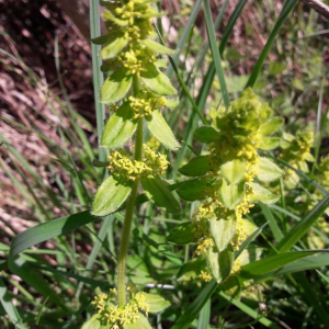 Photographie n°2398609 du taxon Cruciata laevipes Opiz [1852]