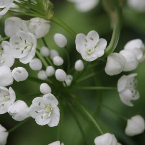 Photographie n°2398616 du taxon Allium neapolitanum Cirillo [1788]