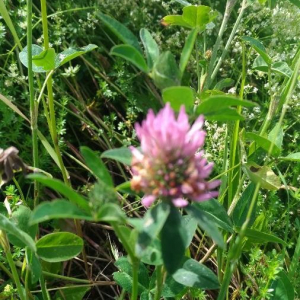 Photographie n°2398679 du taxon Trifolium pratense L. [1753]