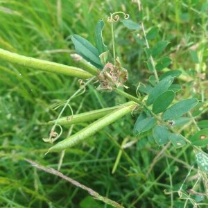 Photographie n°2398685 du taxon Vicia sativa L. [1753]