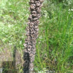 Photographie n°2398689 du taxon Verbascum thapsus L. [1753]