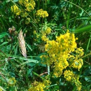 Photographie n°2398715 du taxon Galium verum L.