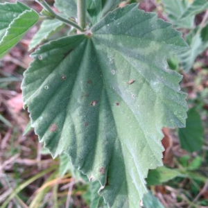 Photographie n°2398736 du taxon Althaea officinalis L. [1753]