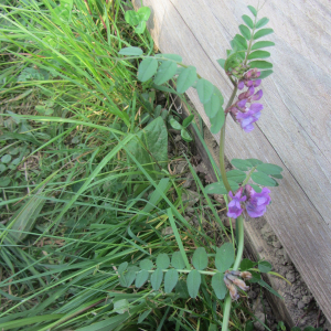 Photographie n°2398762 du taxon Vicia sepium L. [1753]