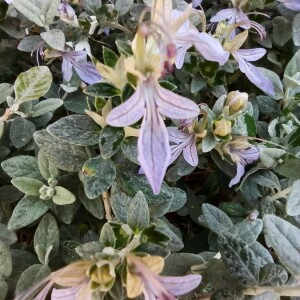 Photographie n°2398775 du taxon Teucrium fruticans L. [1753]