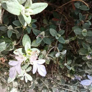 Photographie n°2398776 du taxon Teucrium fruticans L. [1753]