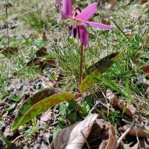 Photographie n°2398780 du taxon Erythronium dens-canis L.