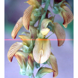 Crotalaria retusa100.jpg