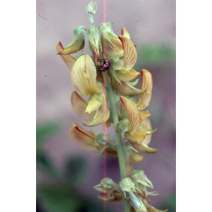 Crotalaria retusa101.jpg
