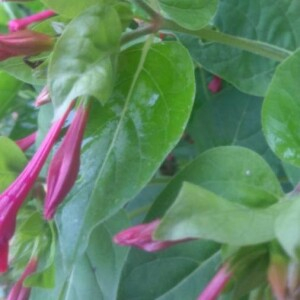 Photographie n°2399044 du taxon Mirabilis jalapa L. [1753]