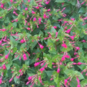 Photographie n°2399045 du taxon Mirabilis jalapa L. [1753]