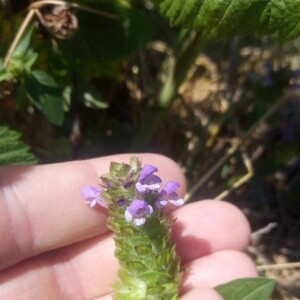 Photographie n°2399167 du taxon Prunella vulgaris L. [1753]