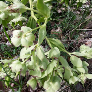 Photographie n°2399288 du taxon Helleborus foetidus L. [1753]