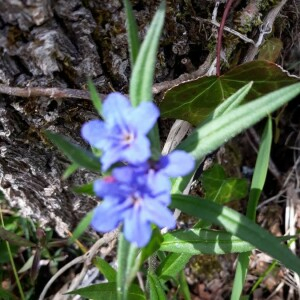 Photographie n°2399294 du taxon Buglossoides purpurocaerulea (L.) I.M.Johnst. [1954]