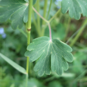 Photographie n°2399325 du taxon Aquilegia vulgaris L. [1753]