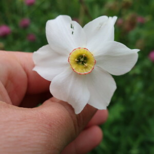 Photographie n°2399326 du taxon Narcissus poeticus L.