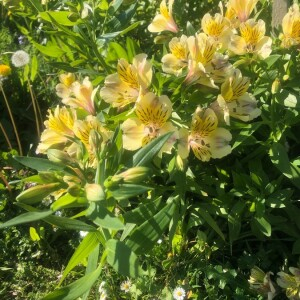  - Alstroemeria ligtu L. [1762]