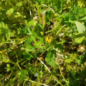 Photographie n°2399455 du taxon Medicago arabica (L.) Huds.