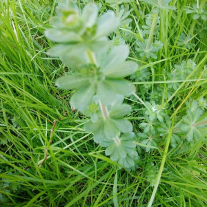 Photographie n°2399488 du taxon Galium mollugo L. [1753]