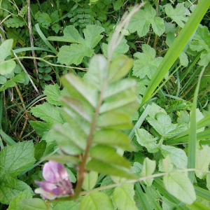 Photographie n°2399491 du taxon Vicia sepium L. [1753]