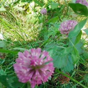 Photographie n°2399492 du taxon Trifolium pratense L. [1753]