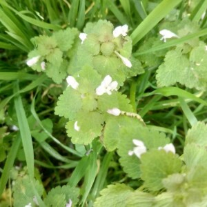 Photographie n°2399501 du taxon Lamium purpureum L. [1753]