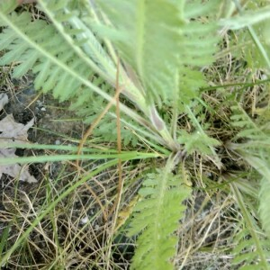 Photographie n°2399515 du taxon Achillea filipendulina Lam. [1783]