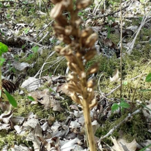 Photographie n°2399522 du taxon Neottia nidus-avis (L.) Rich. [1817]