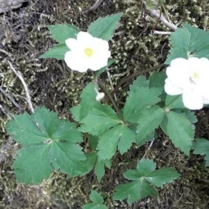 Photographie n°2399523 du taxon Anemone nemorosa L. [1753]