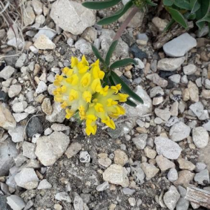 Photographie n°2399525 du taxon Anthyllis vulneraria L. [1753]