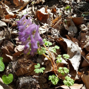 Photographie n°2399612 du taxon Corydalis solida (L.) Clairv.