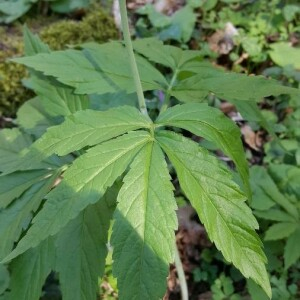 Photographie n°2399619 du taxon Cardamine heptaphylla (Vill.) O.E.Schulz