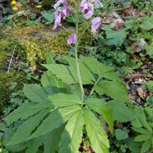 Photographie n°2399620 du taxon Cardamine heptaphylla (Vill.) O.E.Schulz