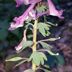 Photographie n°2399637 du taxon Corydalis solida (L.) Clairv.