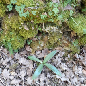 Photographie n°2399770 du taxon Epipactis atrorubens (Hoffm.) Besser [1809]